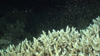 It's All a Numbers Game at the Annual Coral Orgy